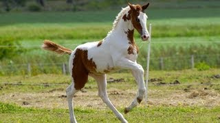 Chestnut Tobiano Warmblood